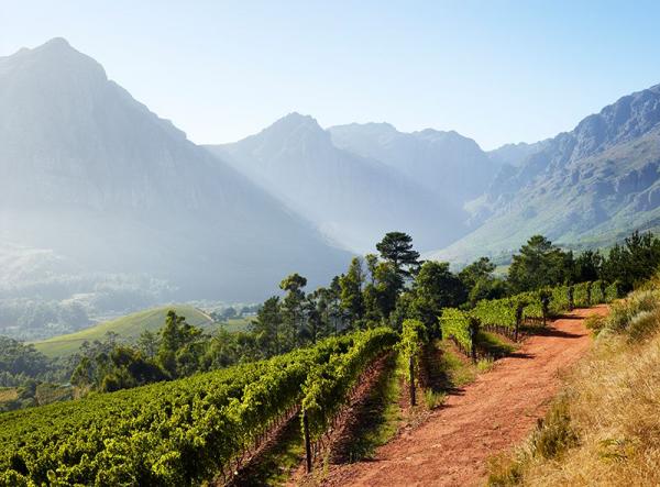 Capensis Fijnbosch Vineyard