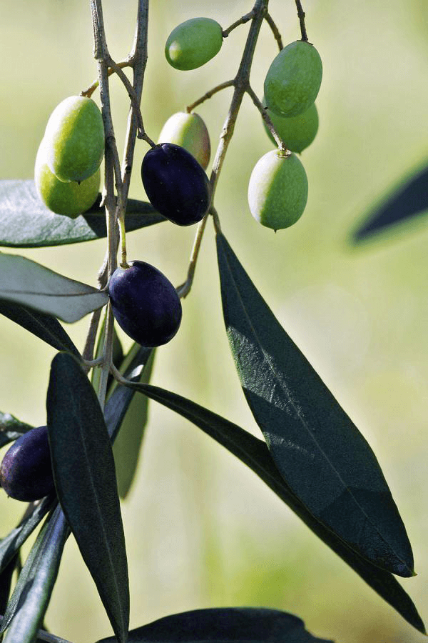 Green and Black olives on a branch with leaves and light green background